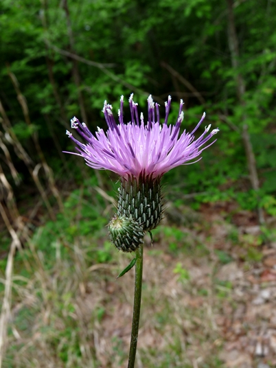 {Cirsium carolinianum}